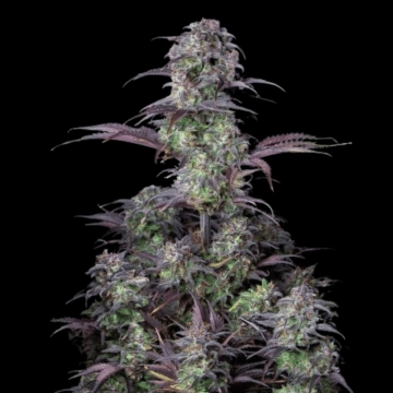 Blueberry Auto cannabis plants in bloom, grown from Automatic seeds – ideal for home cultivation from FastBuds Seeds