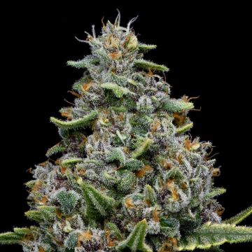 Pink Matcha Slush Cannabis Seeds