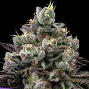 Red Banana Pudding cannabis plants in bloom, grown from Feminised seeds – ideal for home cultivation from Anesia Seeds