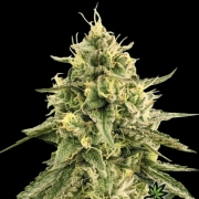 Monkey Bomb cannabis plants in bloom, grown from Feminized seeds – ideal for home cultivation from Bomb Seeds