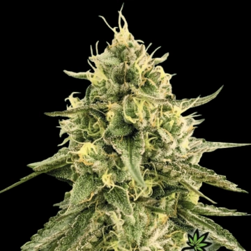 Monkey Bomb cannabis plants in bloom, grown from Feminized seeds – ideal for home cultivation from Bomb Seeds