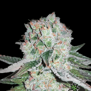 Banana Bomb Cannabis Seeds