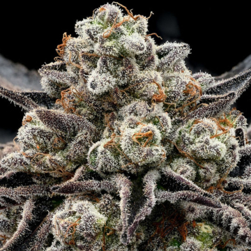 Anesia Seeds Epic Buzz