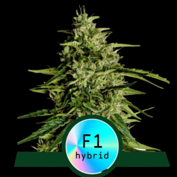Milky Way F1 Auto