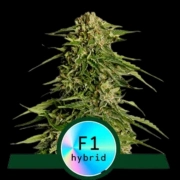 Epsilon F1 cannabis plants in bloom, grown from Automatic seeds – ideal for home cultivation from Royal Queen Seeds