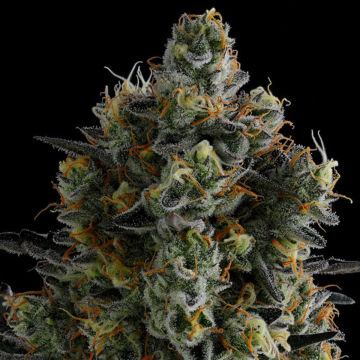 Anesia Zombiez Feminized