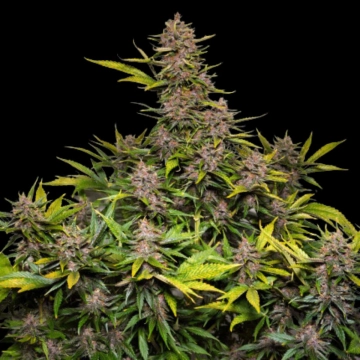 Auto Forbidden Cherry cannabis plants in bloom, grown from Automatic seeds – ideal for home cultivation from Dutch Passion