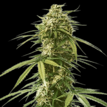 Gushers Feminized