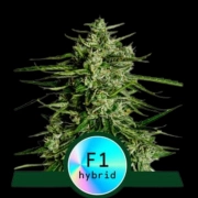 Titan F1 Automatic cannabis plants in bloom, grown from Automatic seeds – ideal for home cultivation from Royal Queen Seeds
