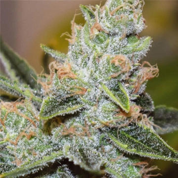 Wedding Cake x Triple OG cannabis plants in bloom, grown from Feminized seeds – ideal for home cultivation from Vision Seeds
