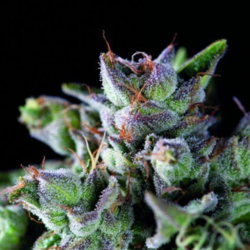 Pyramid Seeds Gorila