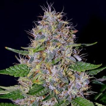 G13 Labs Apple Crumble cannabis plants in bloom, grown from Feminized seeds – ideal for home cultivation from G13 Labs Seeds