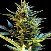 Bride Cake Auto cannabis plants in bloom, grown from Automatic seeds – ideal for home cultivation from G13 Labs Seeds