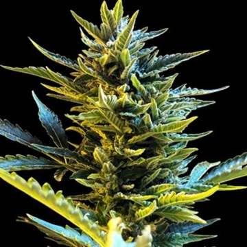 Bride Cake Auto cannabis plants in bloom, grown from Automatic seeds – ideal for home cultivation from G13 Labs Seeds