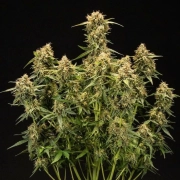 Medusa F1 Auto cannabis plants in bloom, grown from Automatic seeds – ideal for home cultivation from Royal Queen Seeds