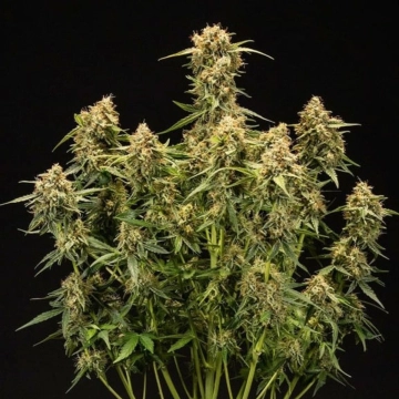 Medusa F1 Auto cannabis plants in bloom, grown from Automatic seeds – ideal for home cultivation from Royal Queen Seeds