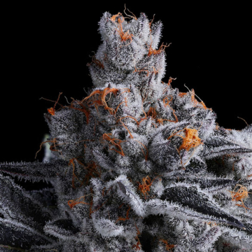 High MARS Feminized