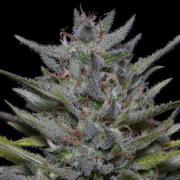 Trippy Pebbles Feminized Seeds