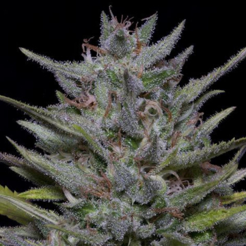 Trippy Pebbles Feminized Seeds
