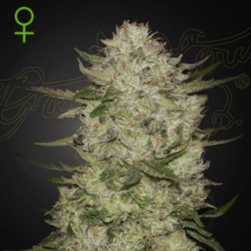 HighCloudZ Auto cannabis plants in bloom, grown from Automatic seeds – ideal for home cultivation from Greenhouse Seed Co