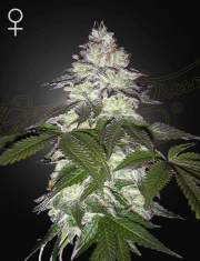 MILKY DREAMS cannabis plants in bloom, grown from Feminized seeds – ideal for home cultivation from Greenhouse Seed Co
