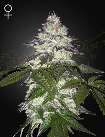 MILKY DREAMS cannabis plants in bloom, grown from Feminised seeds – ideal for home cultivation from Greenhouse Seed Co