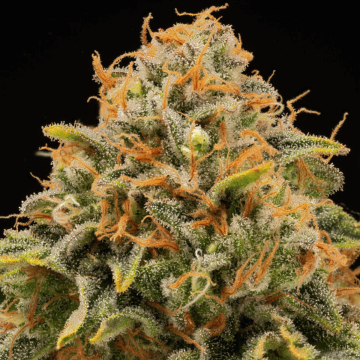 TRITON BISCOTTO LIME® cannabis plants in bloom, grown from Feminised seeds – ideal for home cultivation from Seed Stockers