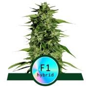Hyperion F1 Auto cannabis plants in bloom, grown from Automatic seeds – ideal for home cultivation from Royal Queen Seeds
