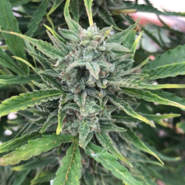 Black Apple Fritter cannabis plants in bloom, grown from Automatic seeds – ideal for home cultivation from TasteBudz