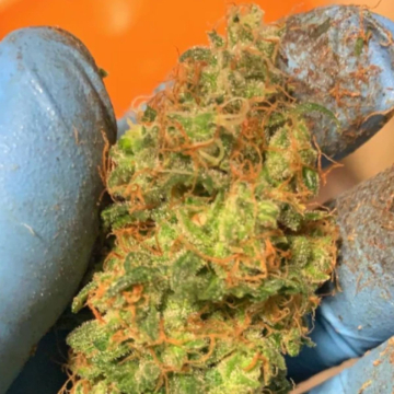 Orange Mooncake cannabis plants in bloom, grown from Feminised seeds – ideal for home cultivation from TasteBudz