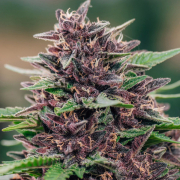 Toffee Pudding Auto cannabis plants in bloom, grown from Automatic seeds – ideal for home cultivation from Anesia Seeds