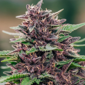 Toffee Pudding Auto cannabis plants in bloom, grown from Automatic seeds – ideal for home cultivation from Anesia Seeds
