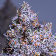 Frozen Black Cherry Auto cannabis plants in bloom, grown from Automatic seeds – ideal for home cultivation from Anesia Seeds