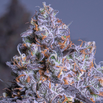 Frozen Black Cherry Auto cannabis plants in bloom, grown from Automatic seeds – ideal for home cultivation from Anesia Seeds