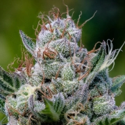 Green Apple Juice Auto cannabis plants in bloom, grown from Automatic seeds – ideal for home cultivation from Anesia Seeds