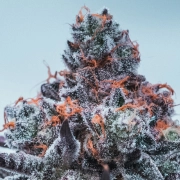 Deep Jealousy Auto cannabis plants in bloom, grown from Automatic seeds – ideal for home cultivation from Anesia Seeds