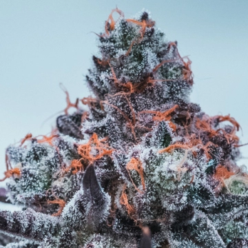 Deep Jealousy Auto cannabis plants in bloom, grown from Automatic seeds – ideal for home cultivation from Anesia Seeds