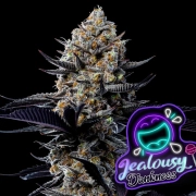 Jealousy Dankness cannabis plants in bloom, grown from Feminized seeds – ideal for home cultivation from Anesia Seeds