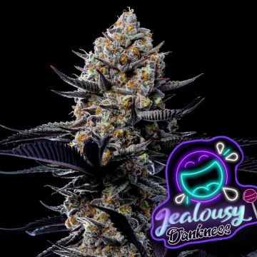 Jealousy Dankness cannabis plants in bloom, grown from Feminised seeds – ideal for home cultivation from Anesia Seeds