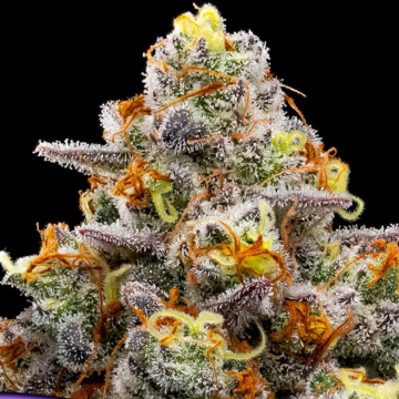 Purple Boost Highness cannabis plants in bloom, grown from Feminised seeds – ideal for home cultivation from Anesia Seeds