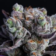 Blackberry Moonrocks® cannabis plants in bloom, grown from Feminised seeds – ideal for home cultivation from Anesia Seeds