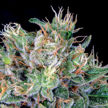 Amnesia Flash cannabis plants in bloom, grown from Feminised seeds – ideal for home cultivation from Anesia Seeds