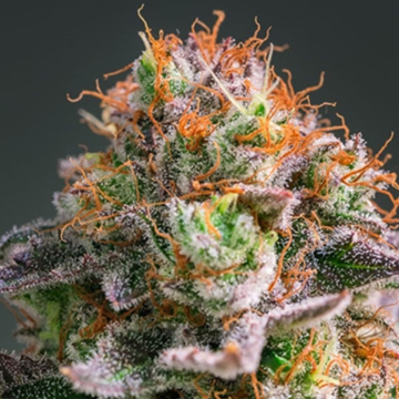 Apricot Oreoz cannabis plants in bloom, grown from Feminised seeds – ideal for home cultivation from Anesia Seeds