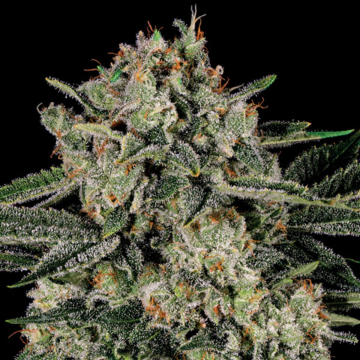 Banana MAC cannabis plants in bloom, grown from Feminised seeds – ideal for home cultivation from Anesia Seeds