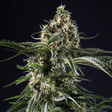 Big Bazooka cannabis plants in bloom, grown from Feminised seeds – ideal for home cultivation from Anesia Seeds