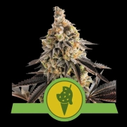 Cookies Gelato Auto cannabis plants in bloom, grown from Automatic seeds – ideal for home cultivation from Royal Queen Seeds