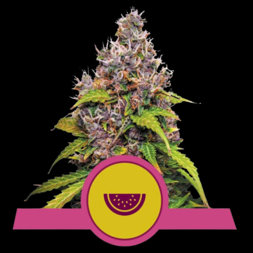 Watermelon cannabis plants in bloom, grown from Feminised seeds – ideal for home cultivation from Royal Queen Seeds