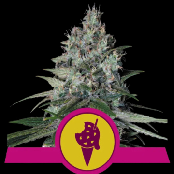 Cookies Gelato cannabis plants in bloom, grown from Feminised seeds – ideal for home cultivation from Royal Queen Seeds