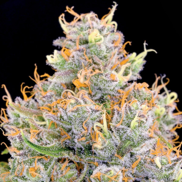 Future #1 cannabis plants in bloom, grown from Feminised seeds – ideal for home cultivation from Anesia Seeds