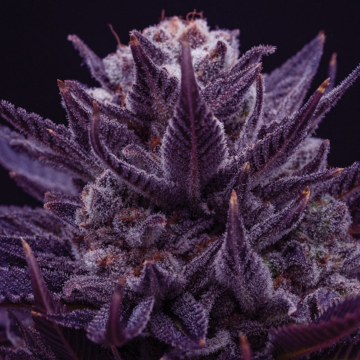 IMPERIUM X® cannabis plants in bloom, grown from Feminised seeds – ideal for home cultivation from Anesia Seeds